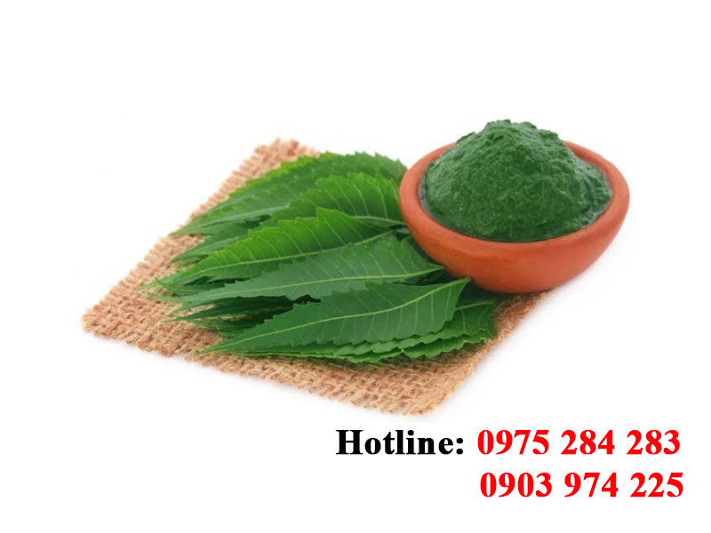 Indian neem leaves powder